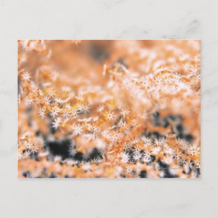 Cartão Postal Coral Gorgoniano 2