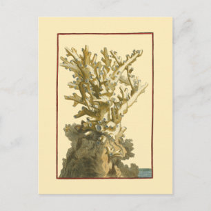 Cartão Postal Coral pelo mar