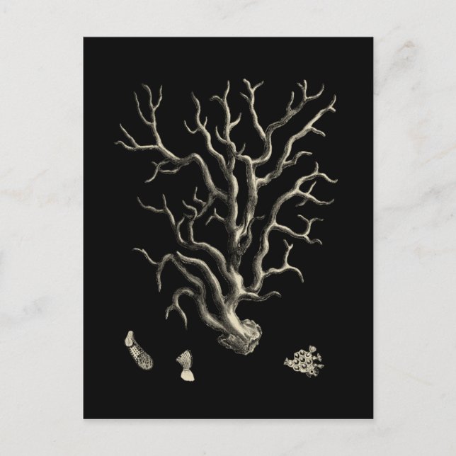 Cartão Postal Coral Preto e Tan (Frente)