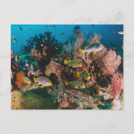 Cartão postal Coral Reef