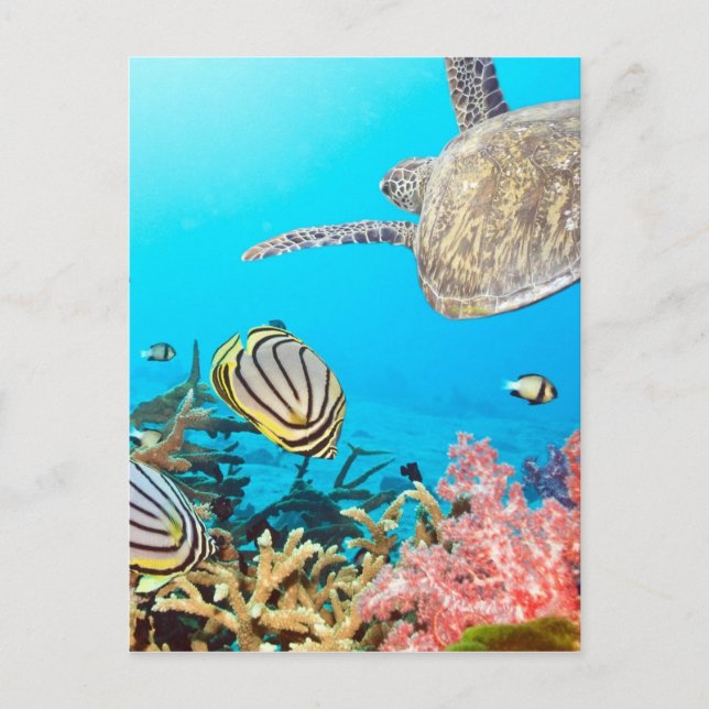 Cartão Postal Coral Reef Turtle Naturescape (Frente)