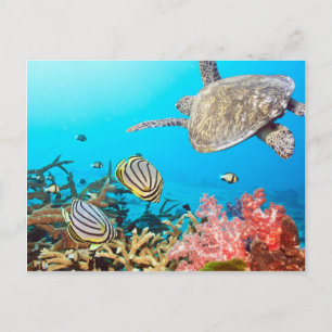 Cartão Postal Coral Reef Turtle Naturescape