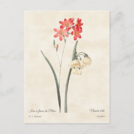 Cartão Postal Coral Rosa Ixia Vintage Botânica