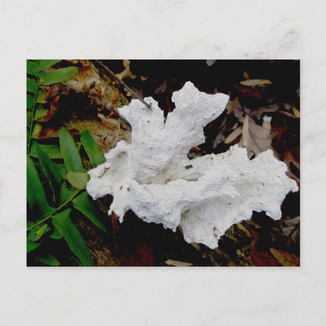 Cartão postal Coral Shelf Fungus (Frente)