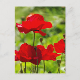 Cartão Postal corb poppy