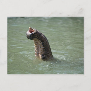 Cartão Postal Corbett National Park, Uttaranchal, Índia