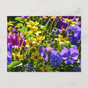 Cartão Postal Coreopse Amarela e Violas Púrpuras - Corais Color