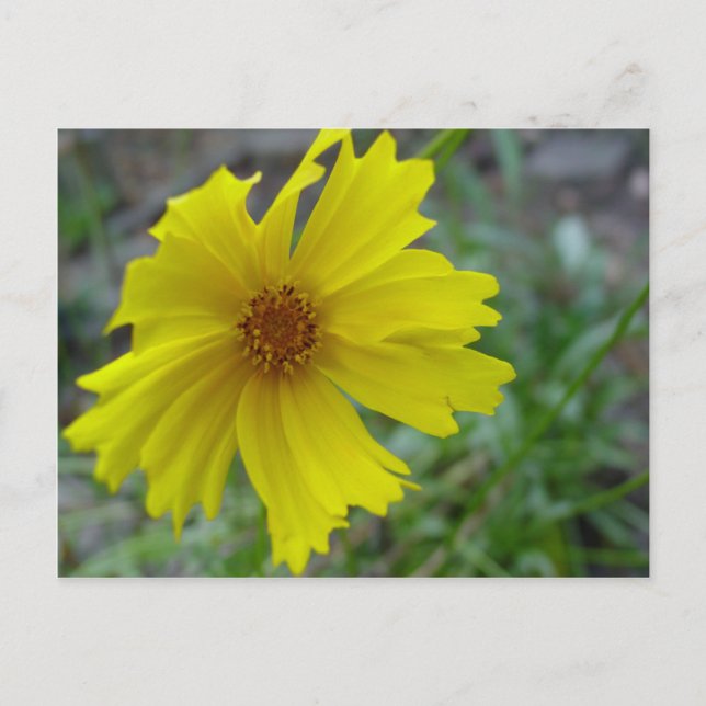 Cartão Postal Coreopsis (Frente)