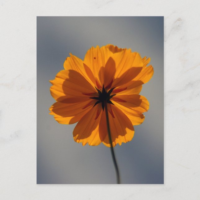 Cartão Postal Coreopsis (Frente)