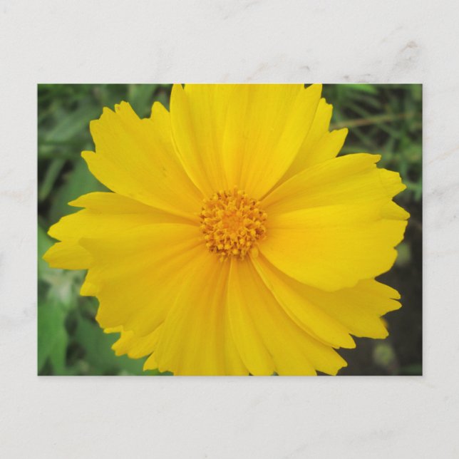Cartão Postal Coreopsis Amarelo Flor Bloqueio (Frente)