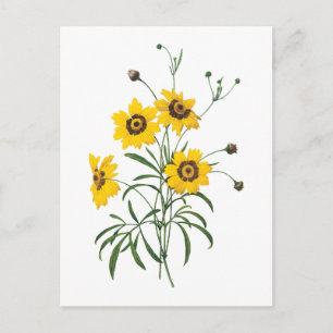 Cartão Postal coreopsis (Coreopsis elegans) por Redouté