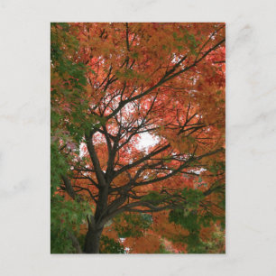 Cartão Postal Cores