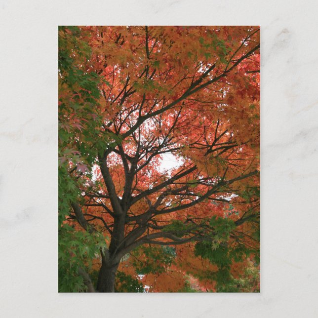 Cartão Postal Cores (Frente)