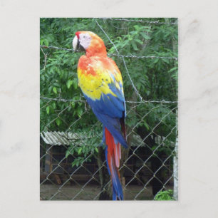 Cartão Postal cores da arara-vermelha