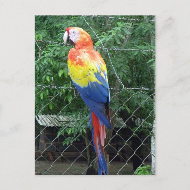 Cartão Postal cores da arara-vermelha (Frente)