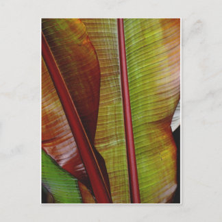 Cartão Postal Cores da selva