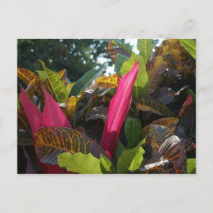 Cartão Postal Cores de Burocracia, México