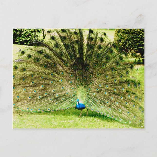 Cartão Postal Cores de Exibição de Peacock (Frente)