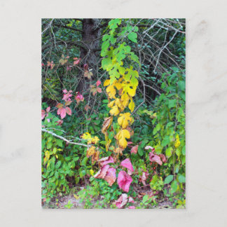 Cartão Postal Cores de Outono