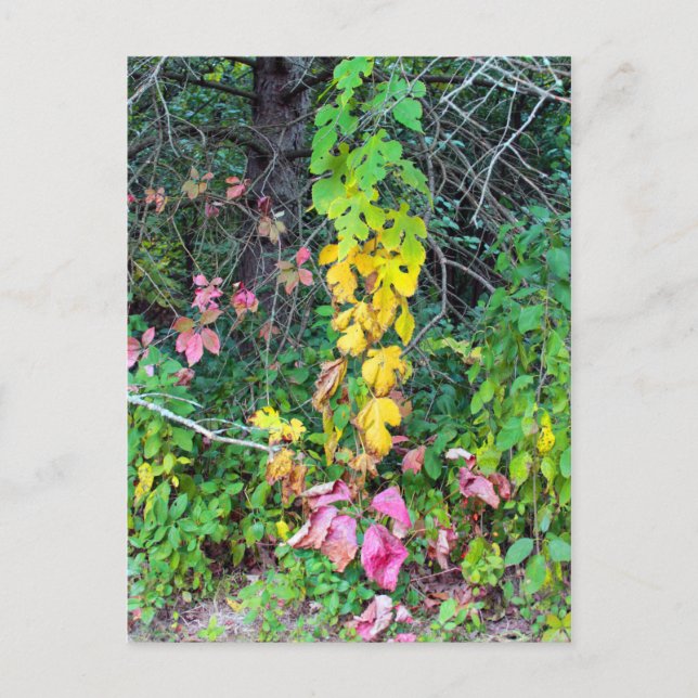 Cartão Postal Cores de Outono (Frente)