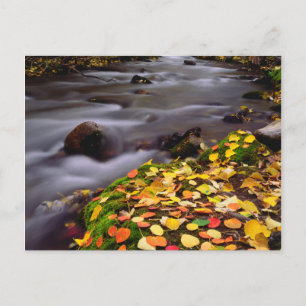 Cartão Postal Cores de Outono ao longo do McGee Creek
