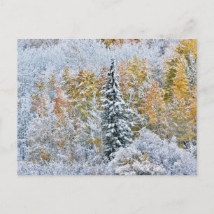 Cartão Postal Cores de Outono de Aspens & Neve Keebler Pass