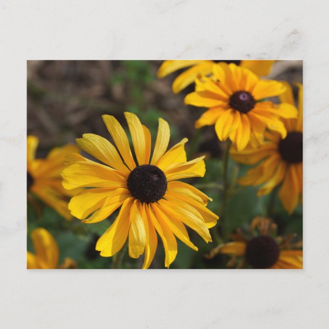 Cartão Postal Cores de queda (Frente)