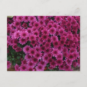 Cartão Postal Cores De Queda Do Oak Park Il.