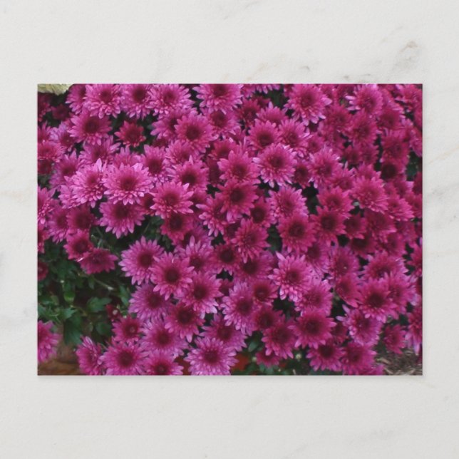 Cartão Postal Cores De Queda Do Oak Park Il. (Frente)