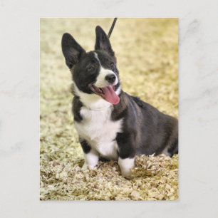 Cartão Postal Corgi