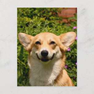 Cartão postal Corgi