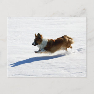 Cartão Postal Corgi de Galês do casaco de lã do vôo