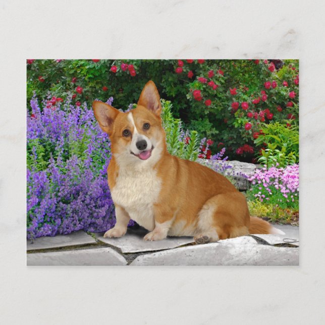 Cartão Postal "Corgi Feliz" (Frente)