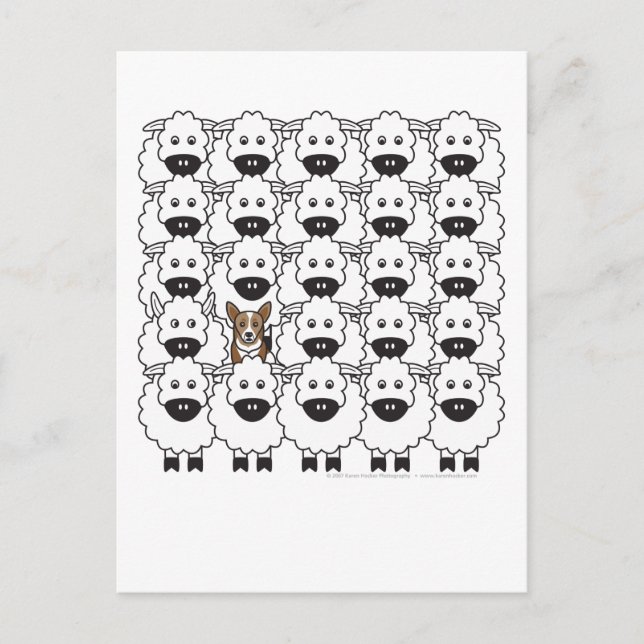 Cartão Postal Corgi na Ovelha (Frente)