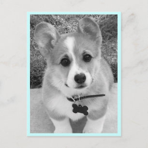 Cartão Postal Corgi Puppy