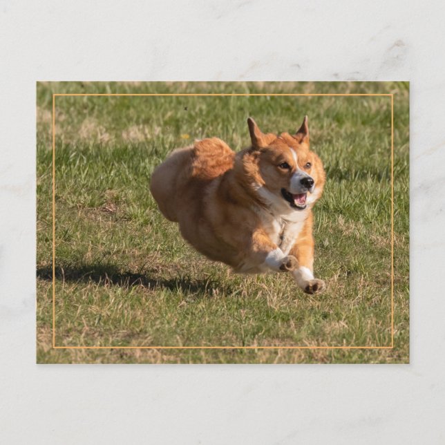 Cartão Postal Corgi Voador (Frente)