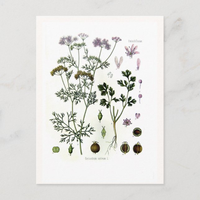 Cartão Postal Coriander (Frente)