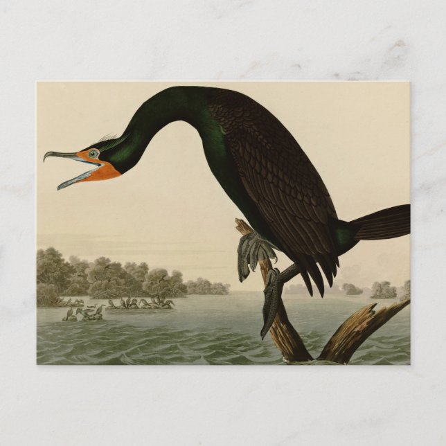 Cartão Postal Cormorant de Florida (Frente)