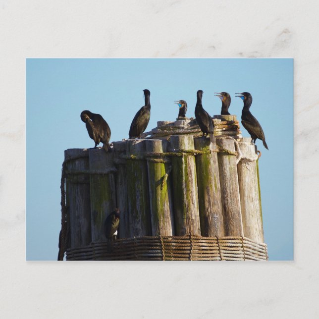 Cartão Postal Cormorão-de-brandt (Frente)