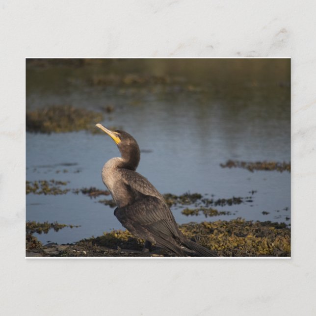 Cartão Postal Cormorão de peito duplo (Frente)