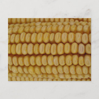 Cartão Postal Corn Cob Close (Fechar)