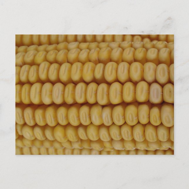 Cartão Postal Corn Cob Close (Fechar) (Frente)