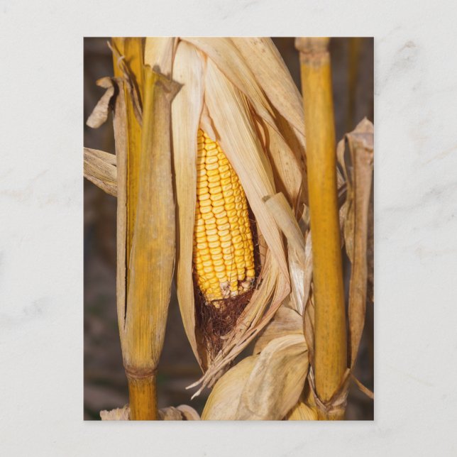 Cartão Postal Corn Cobb On Stalk (Frente)