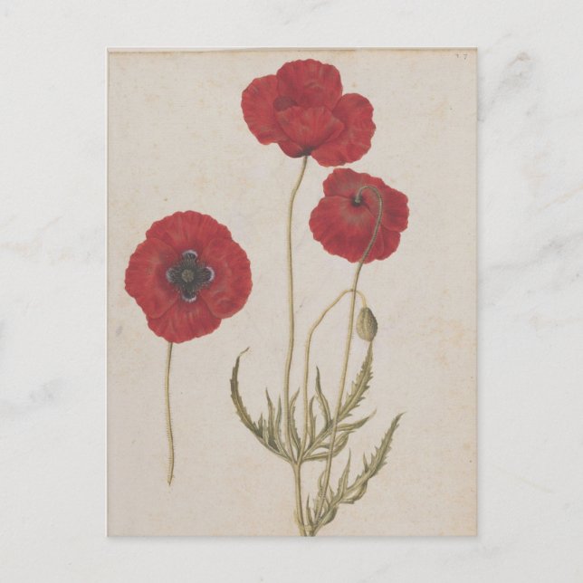 Cartão Postal Corn Poppies por Jacques de Morgues (Frente)
