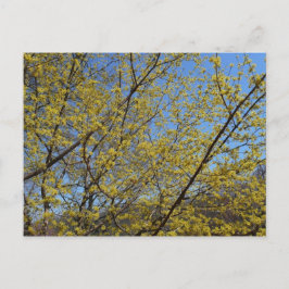 Cartão Postal Cornelian Cherry Dogwood e Blue Sky Floral
