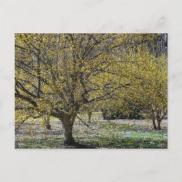 Cartão Postal Cornelian Cherry Dogwood e Glória da Neve