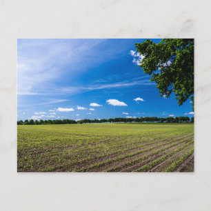 Cartão Postal Cornfield ao sol