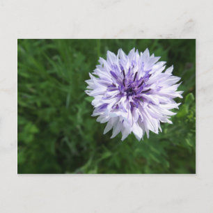 Cartão Postal Cornflower