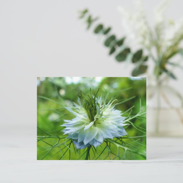 Cartão Postal Cornflower (Em pé/Frente)