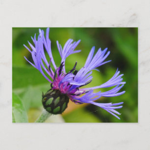 Cartão postal Cornflower